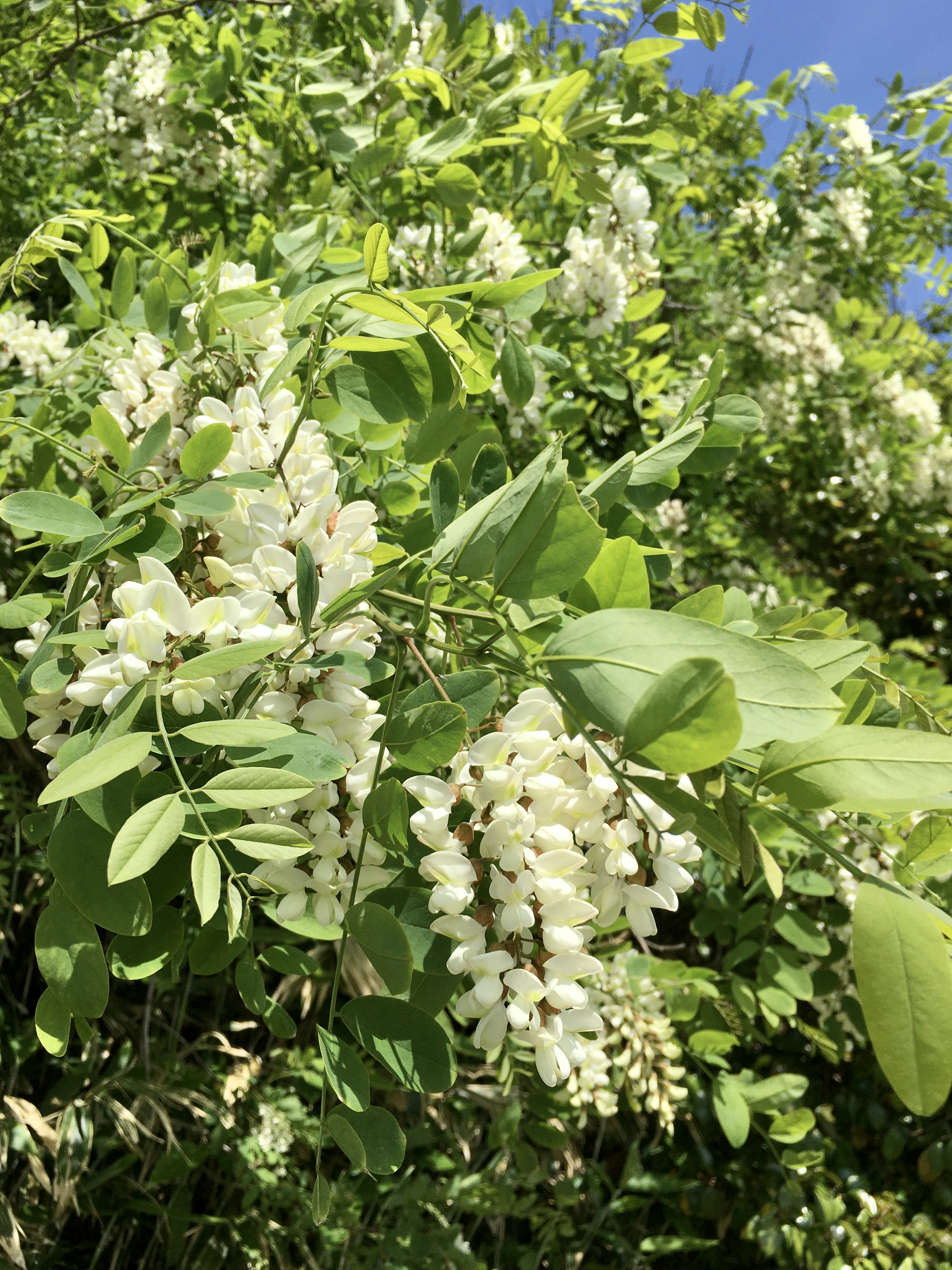 アカシア ハーベストホーム株式会社