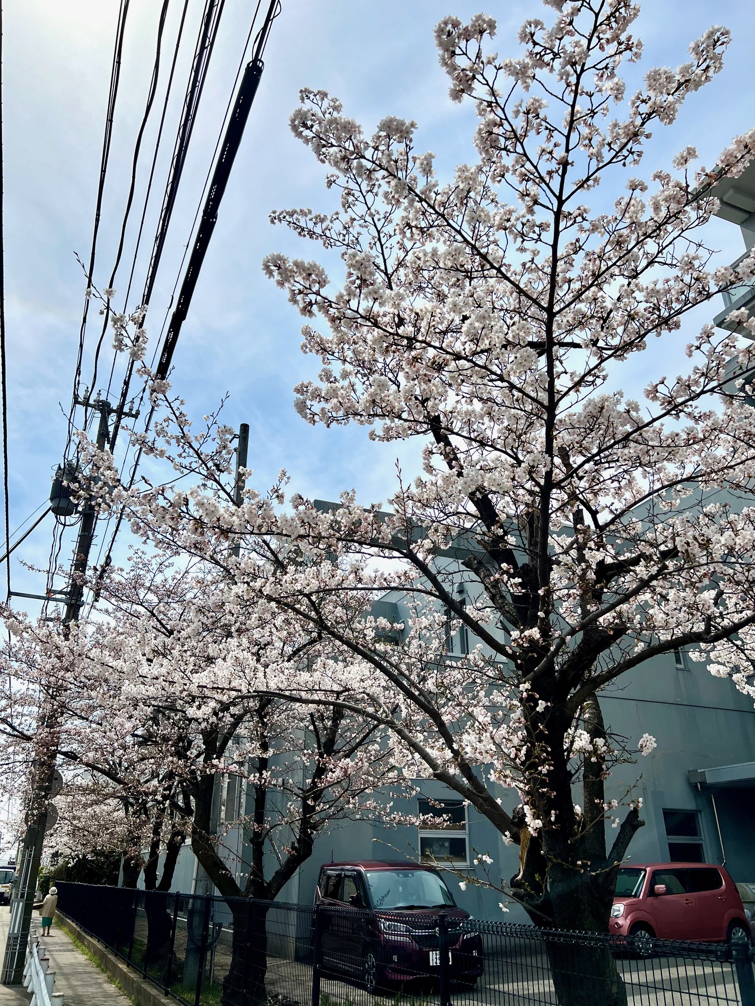 サムネイル:咲きました～ 🌸