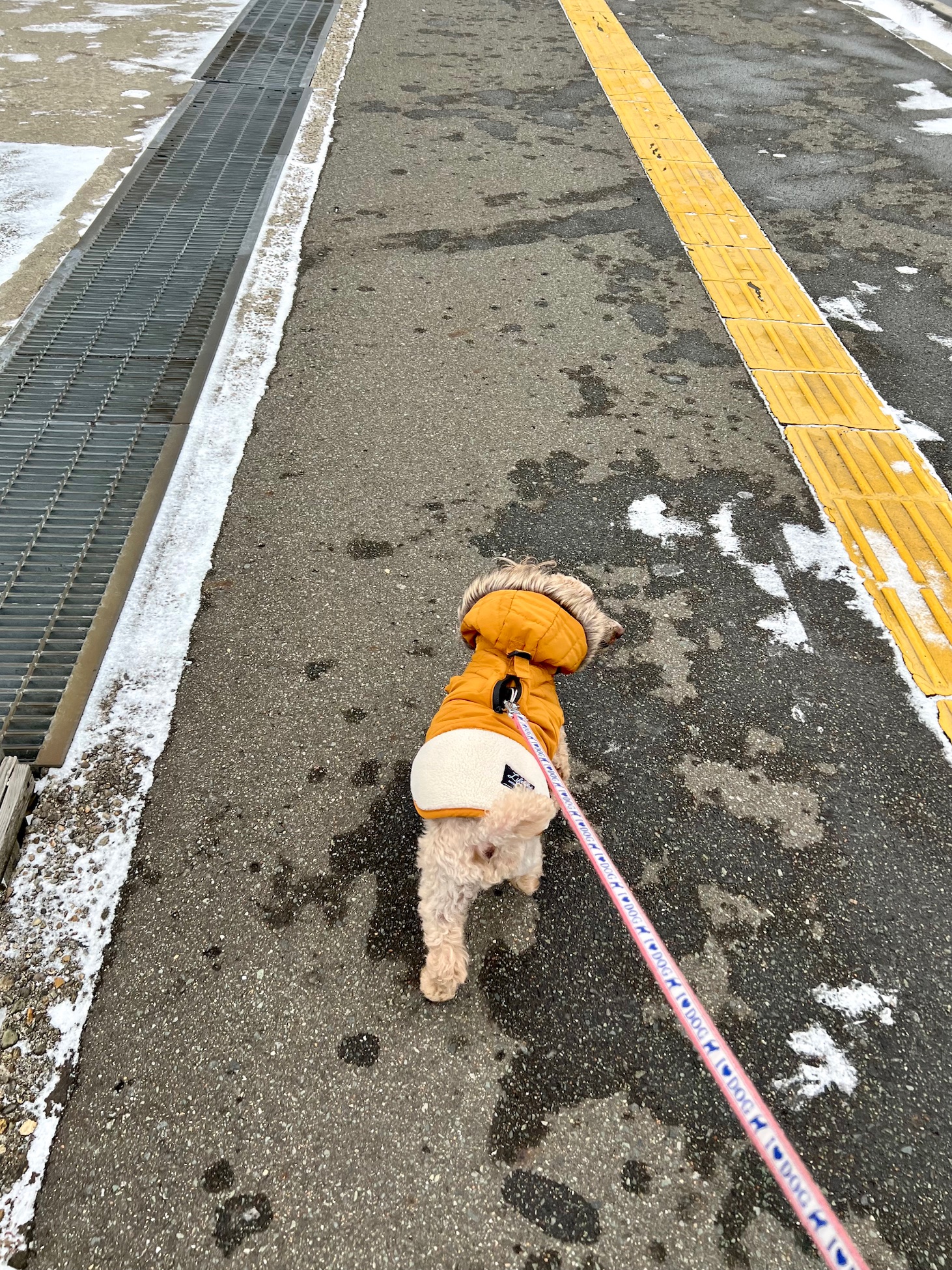 サムネイル:風の強い日は・・
