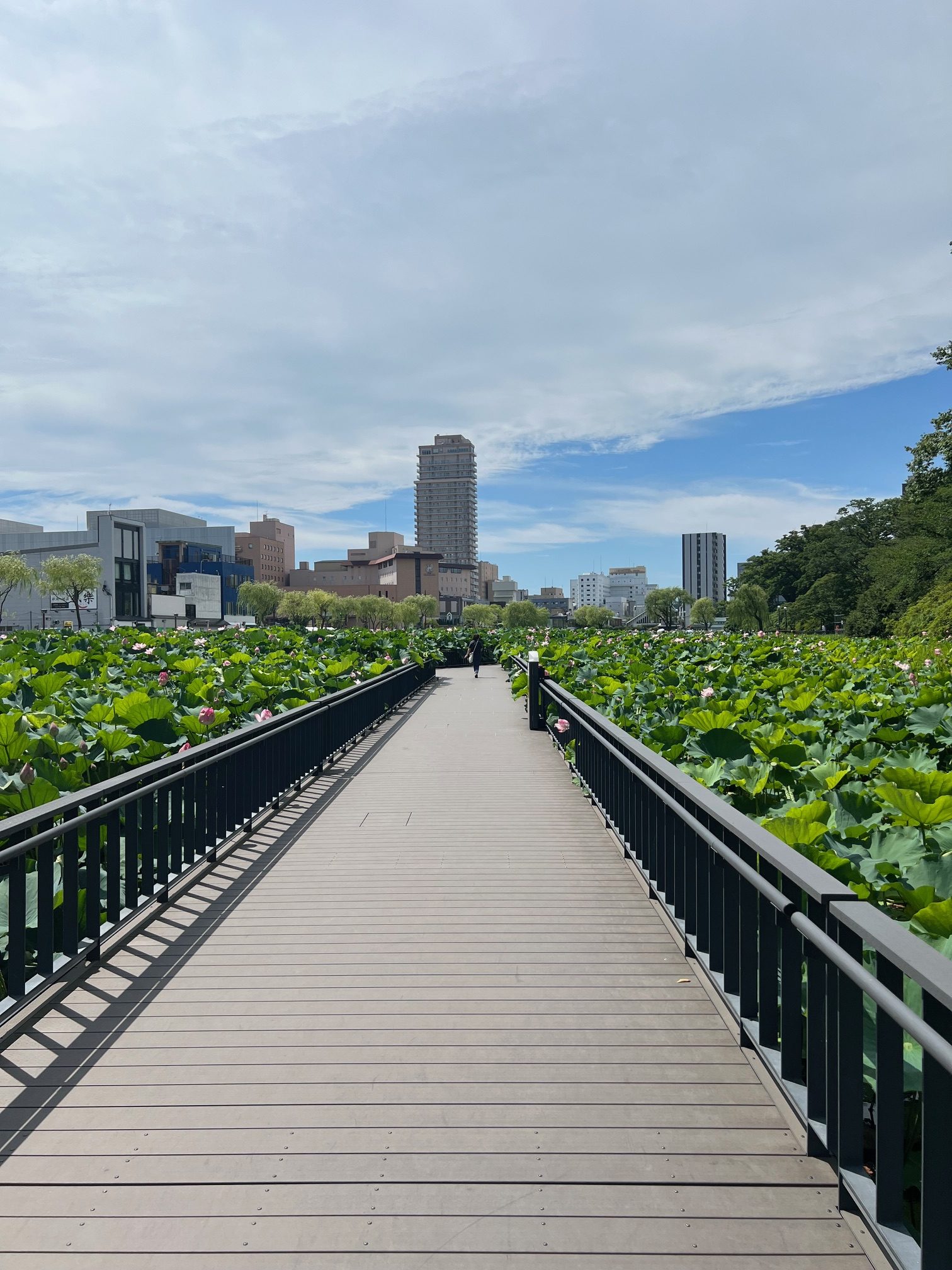 サムネイル:今年の夏も綺麗でした。