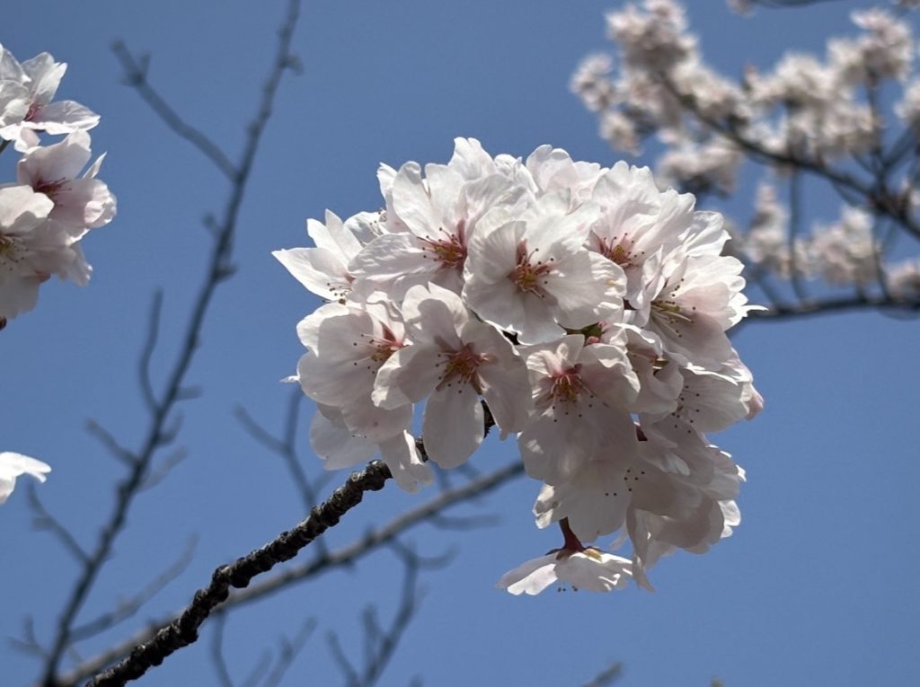 サムネイル:首都圏からの便り