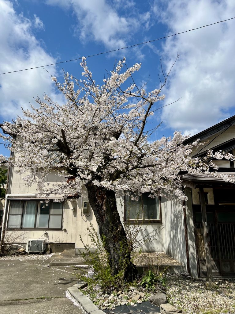 サムネイル:愛犬との散歩コースでお花見