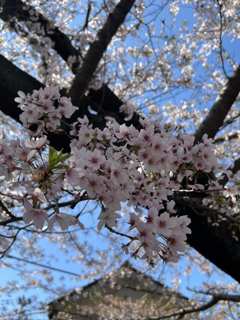 サムネイル:あっという間の…桜