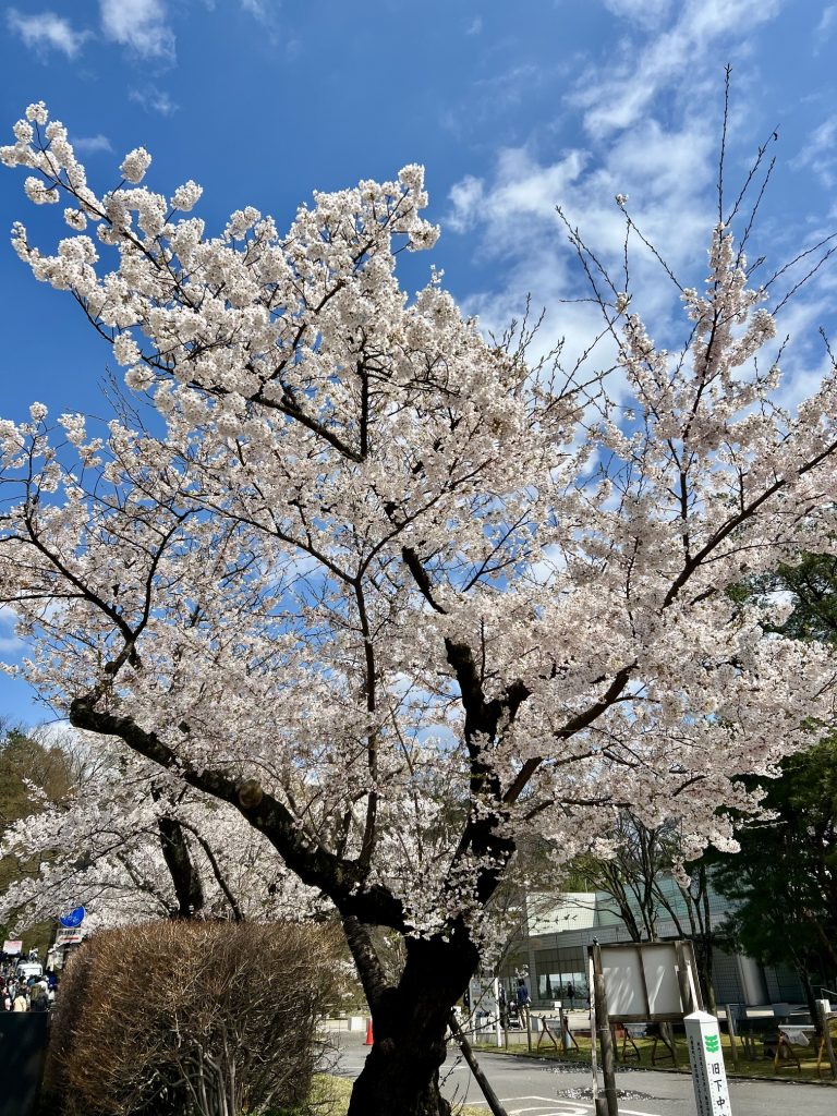 サムネイル:満開の千秋公園へ
