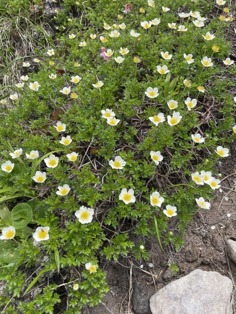 サムネイル:植物音痴