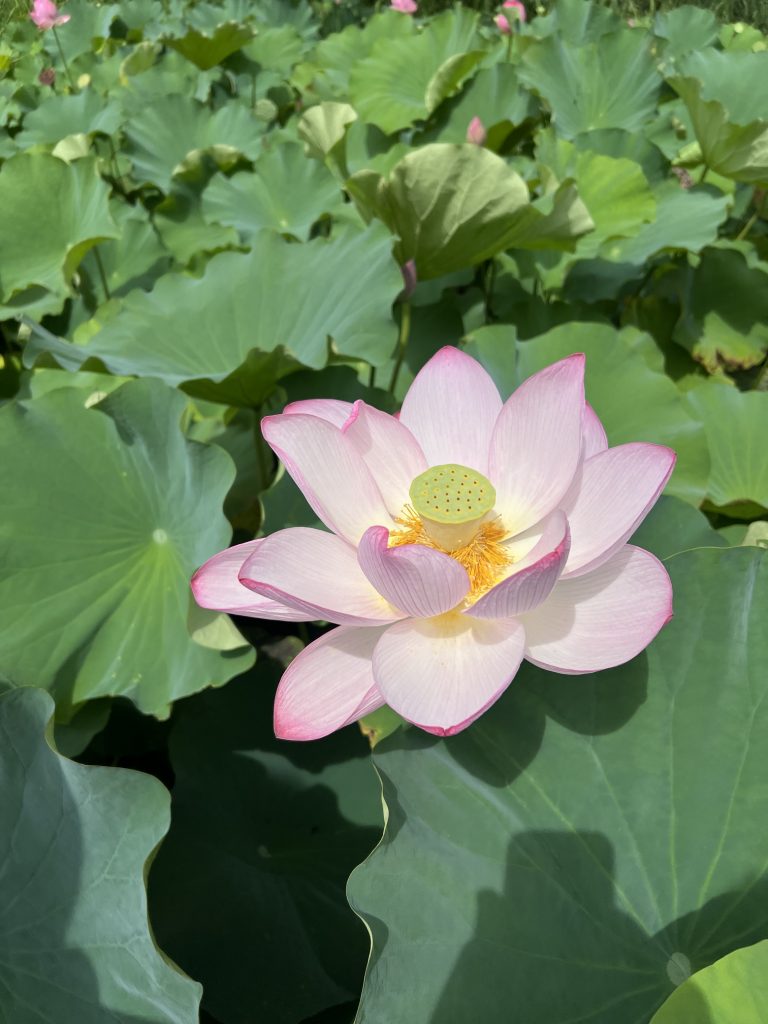 サムネイル:綺麗でした。